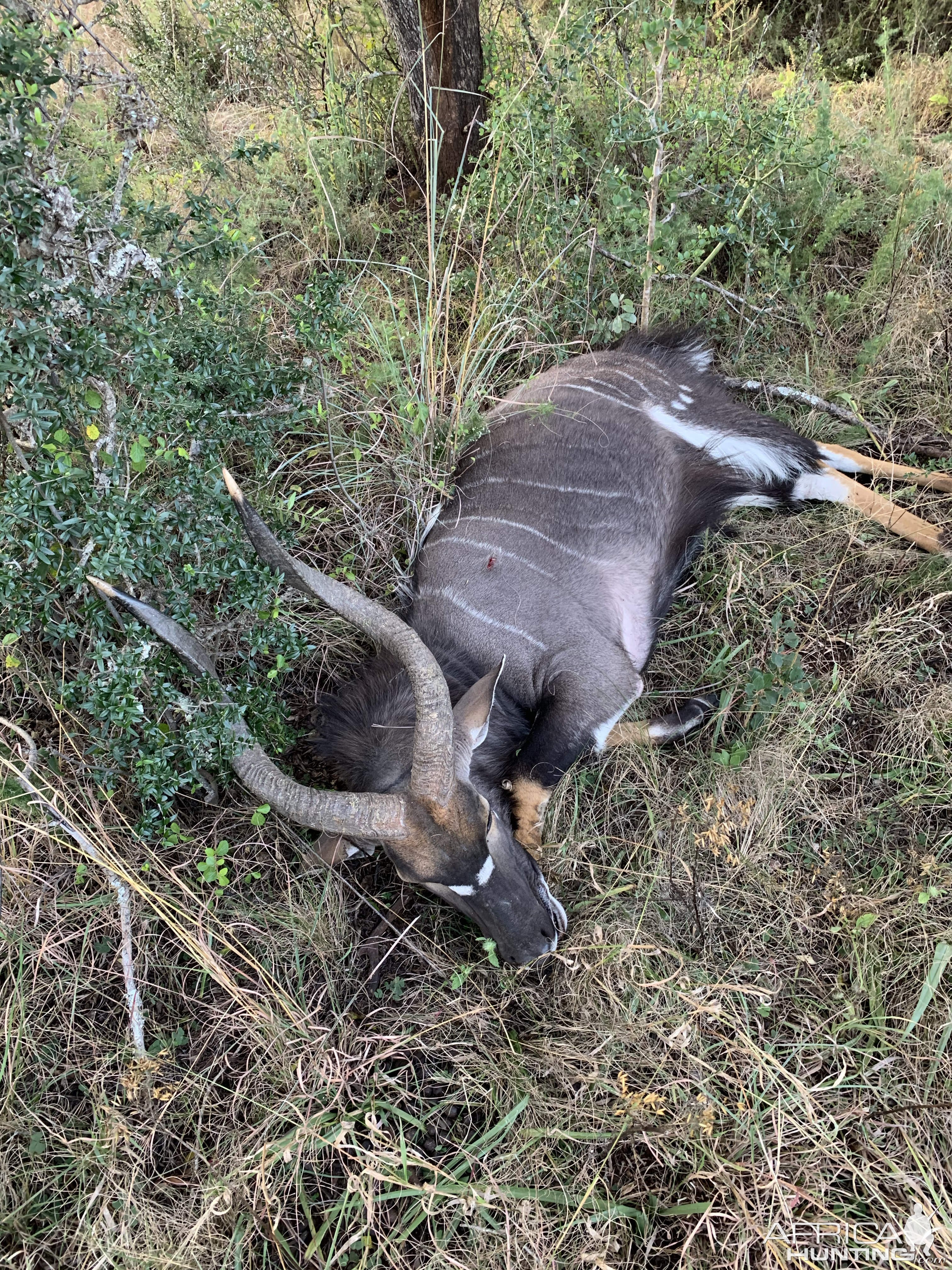 Nyala Hunting South Africa