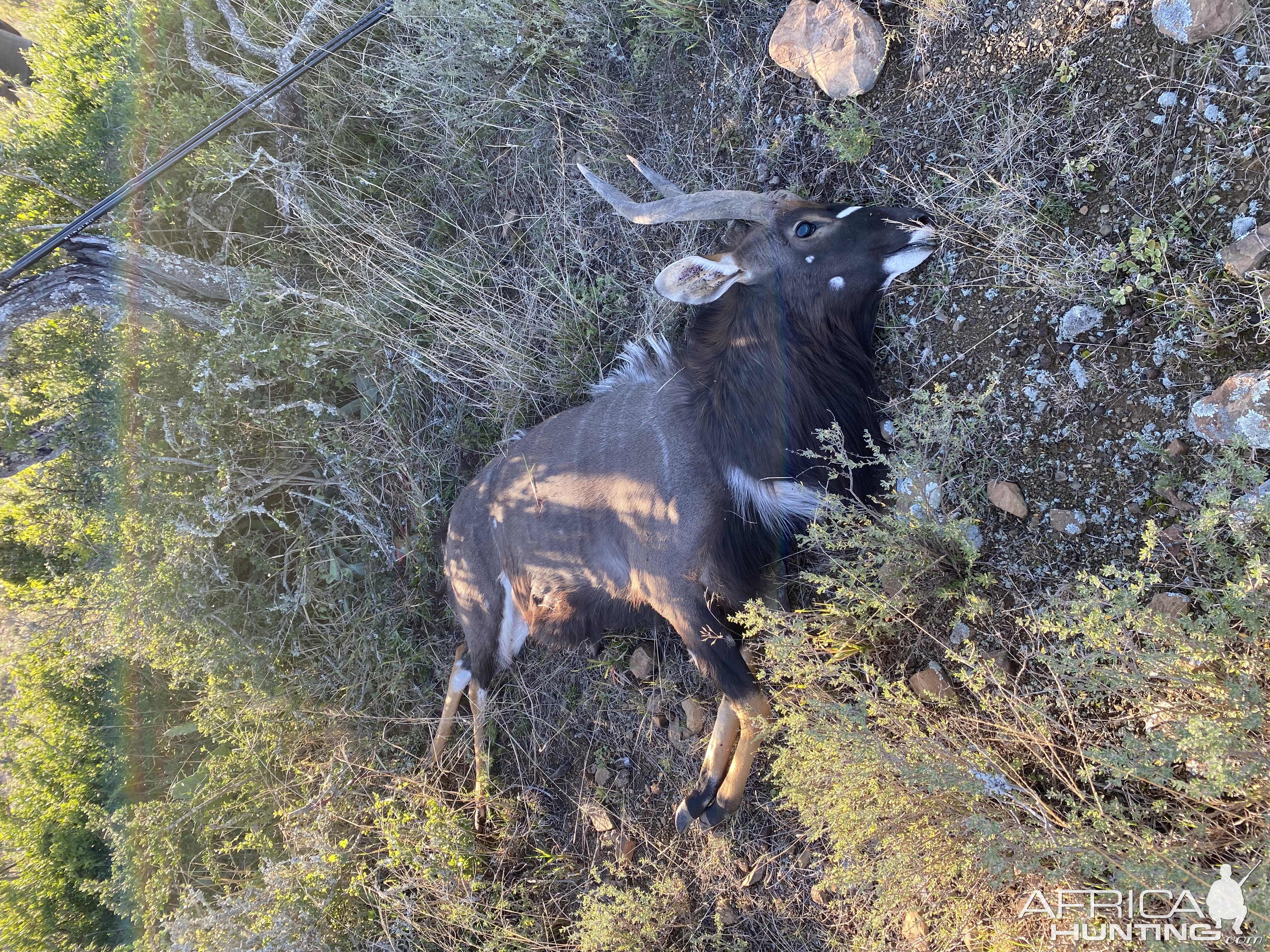 Nyala Hunting South Africa