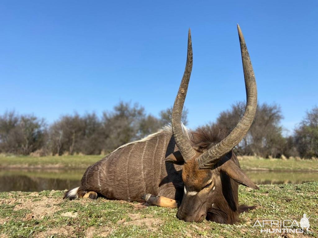 Nyala Hunting