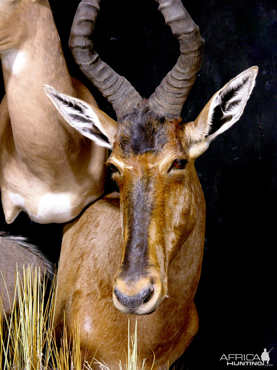 Nyala, Impala & Red Hartebeest Triple Pedestal Mount Taxidermy Mount