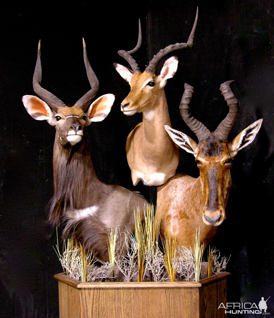 Nyala, Impala & Red Hartebeest Triple Pedestal Mount Taxidermy Mount