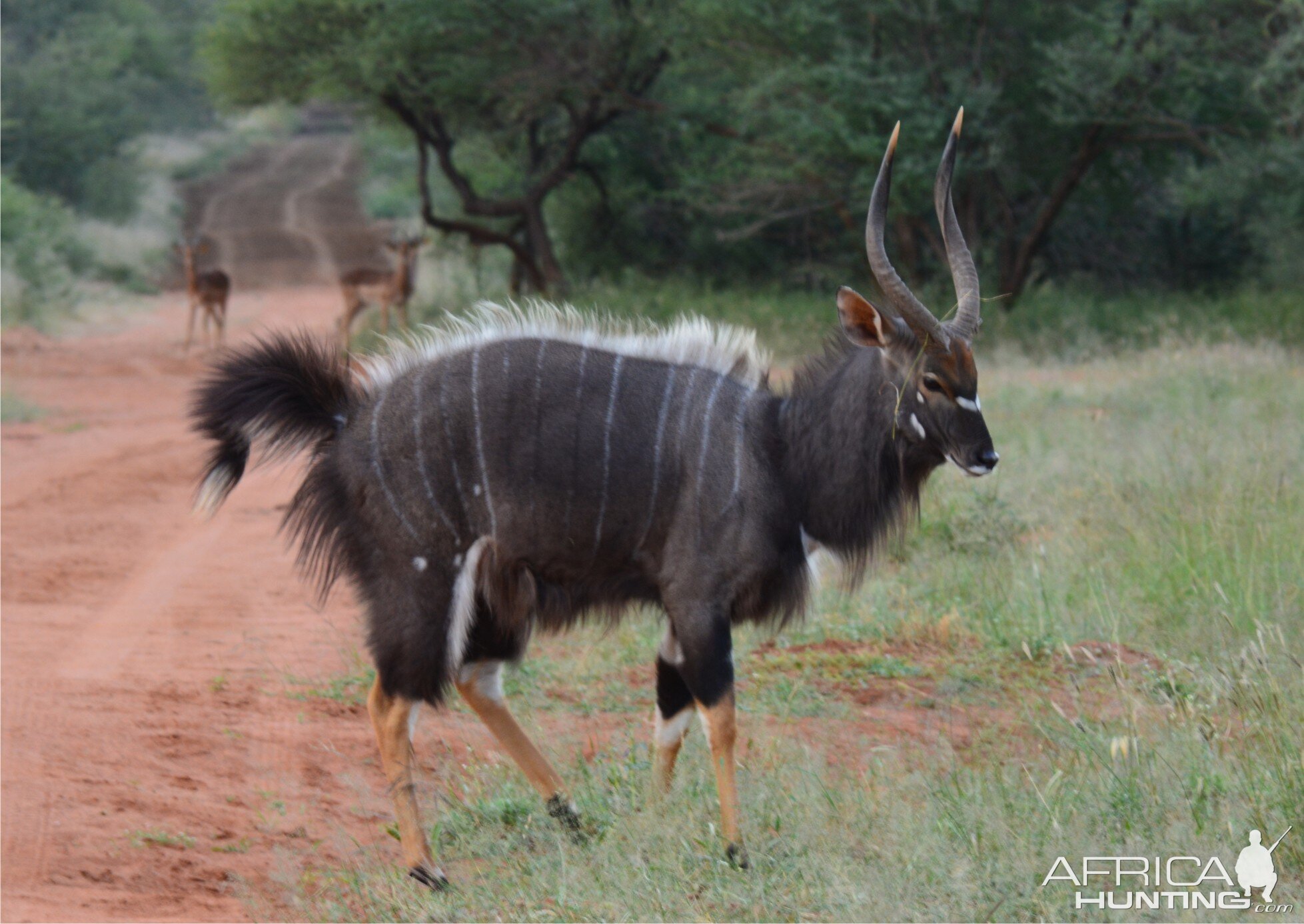 Nyala in South Africa