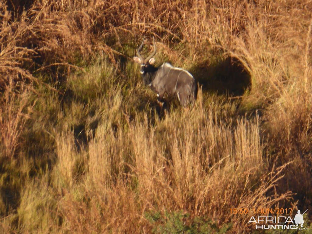 Nyala KwaZulu-Natal