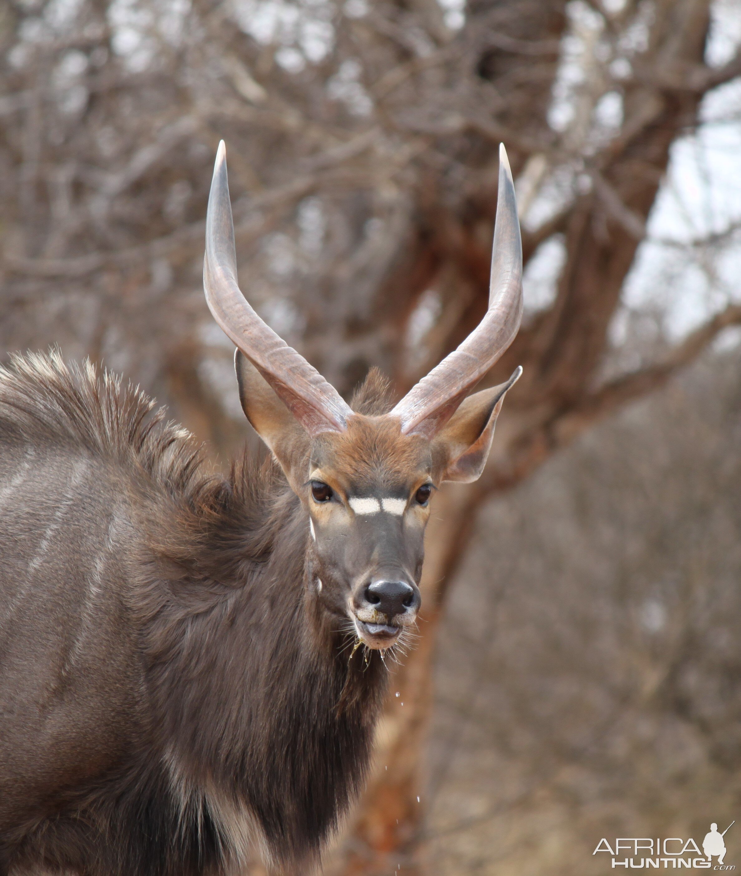 Nyala Limcroma Safaris