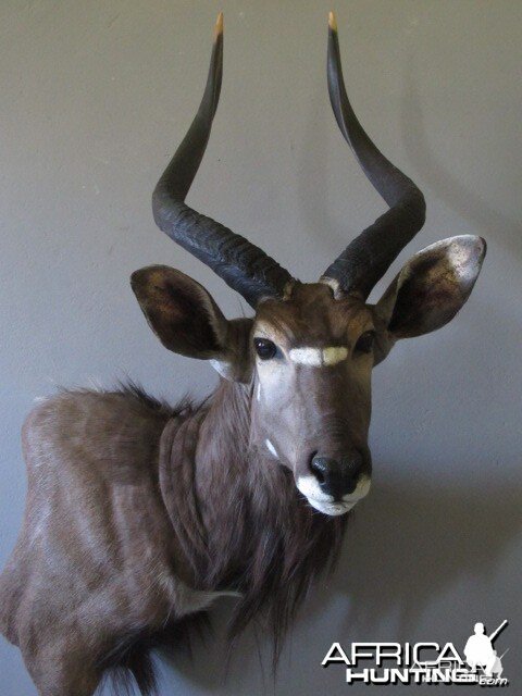 Nyala Mount