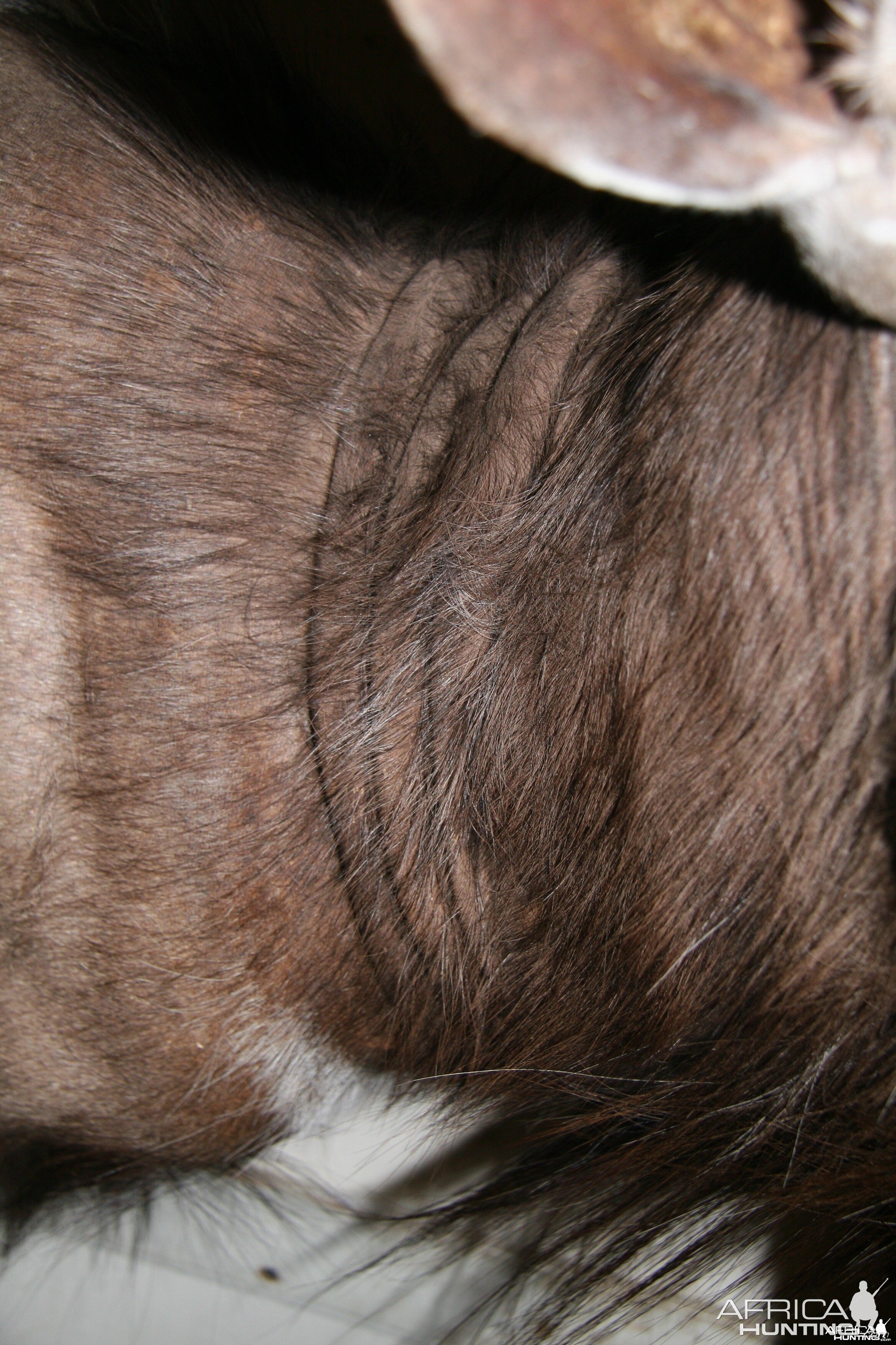 Nyala Neck detail