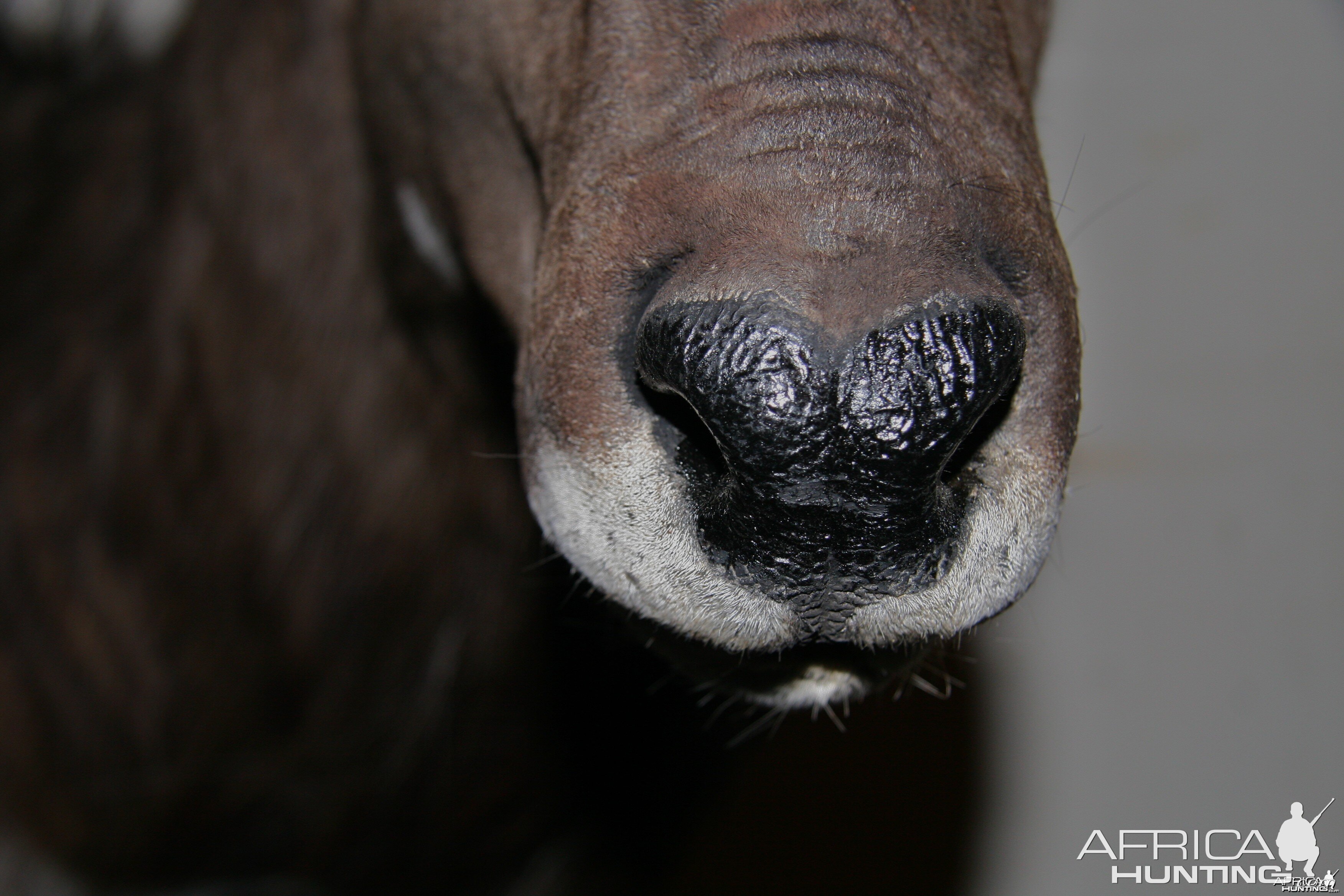 Nyala Nose