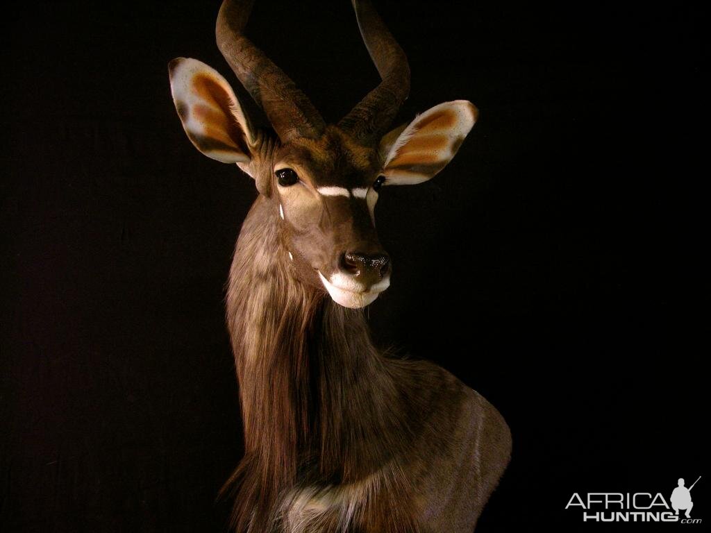 Nyala Ram Shoulder Mount Taxidermy