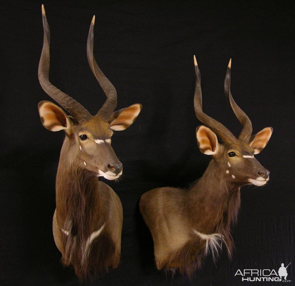 Nyala Ram Shoulder Mount Taxidermy