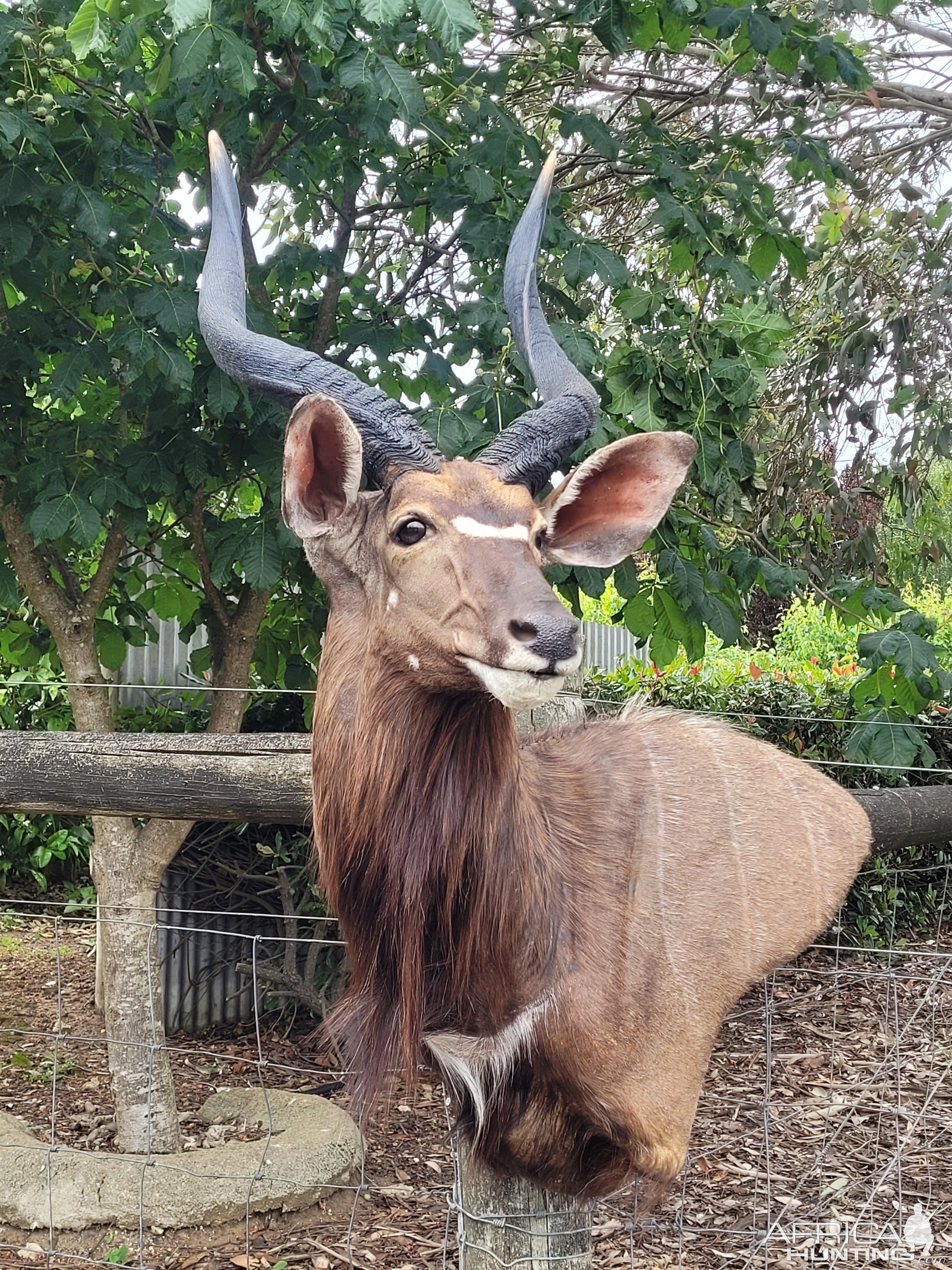 Nyala Shoulder mount Taxidermy