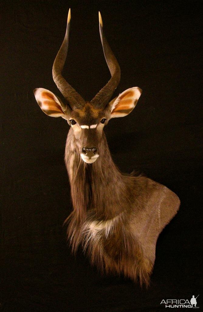 Nyala Shoulder Mount Taxidermy