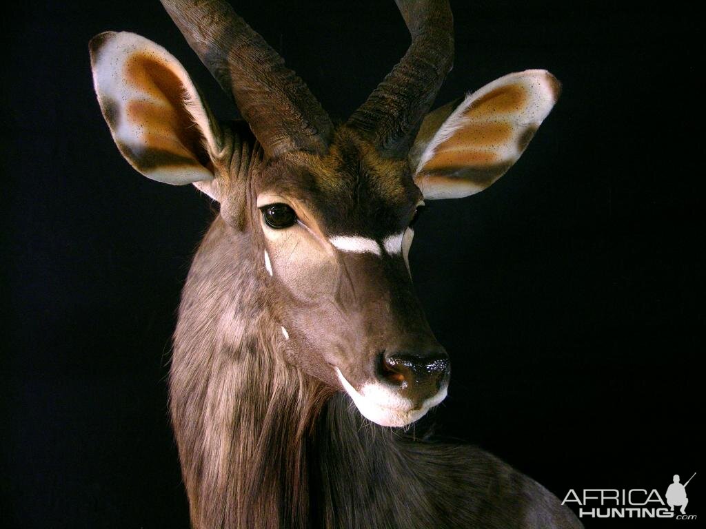 Nyala Shoulder Mount Taxidermy