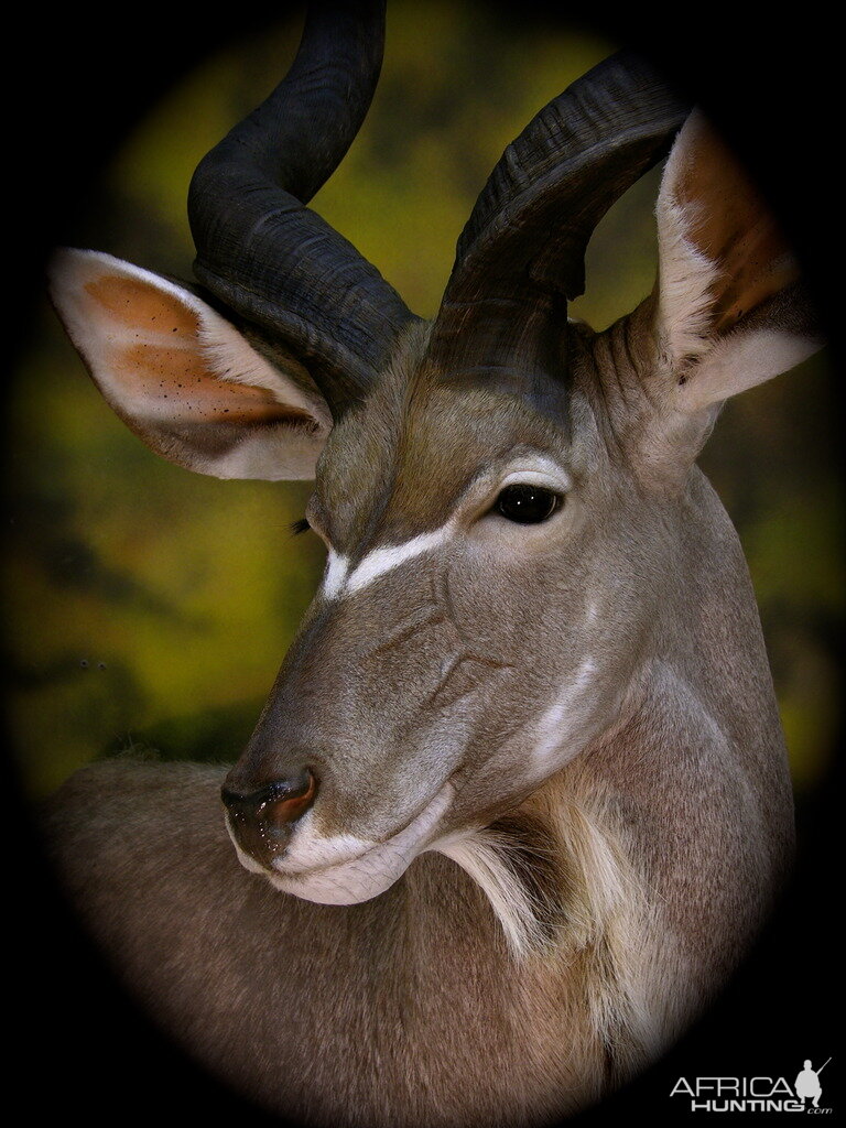 Nyala Shoulder Mount Taxidermy