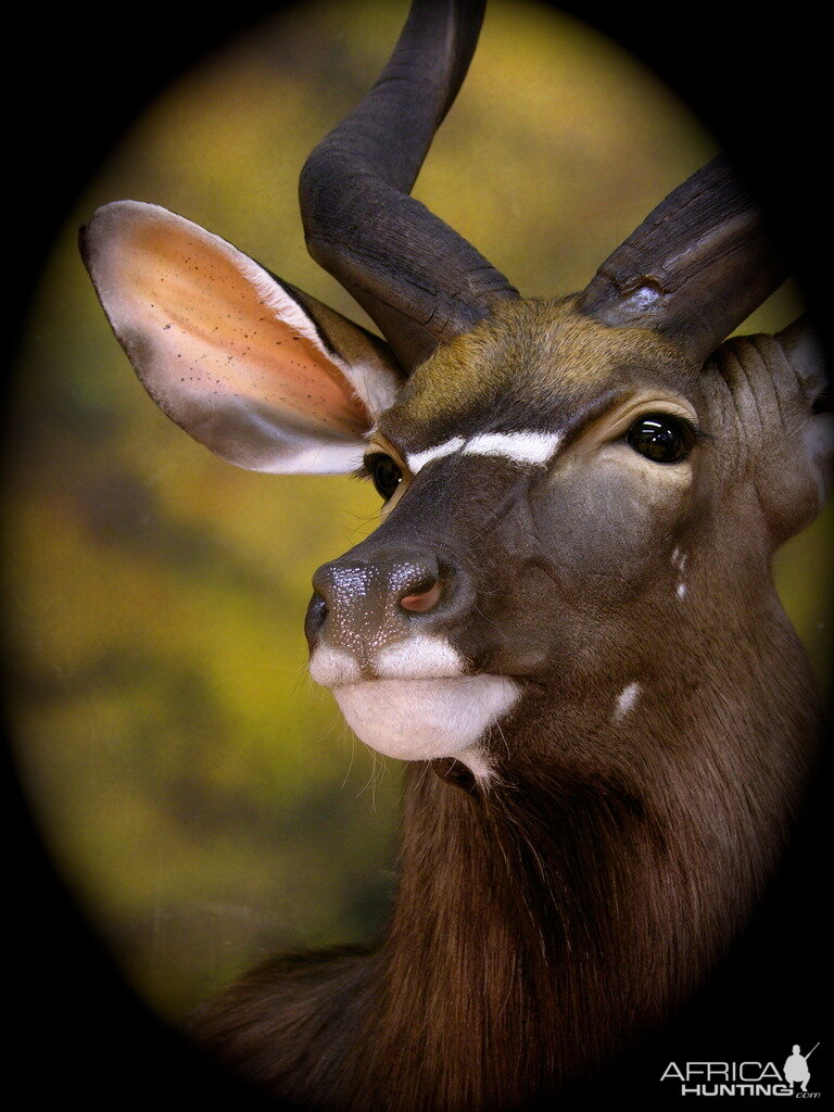 Nyala Shoulder Mount Taxidermy