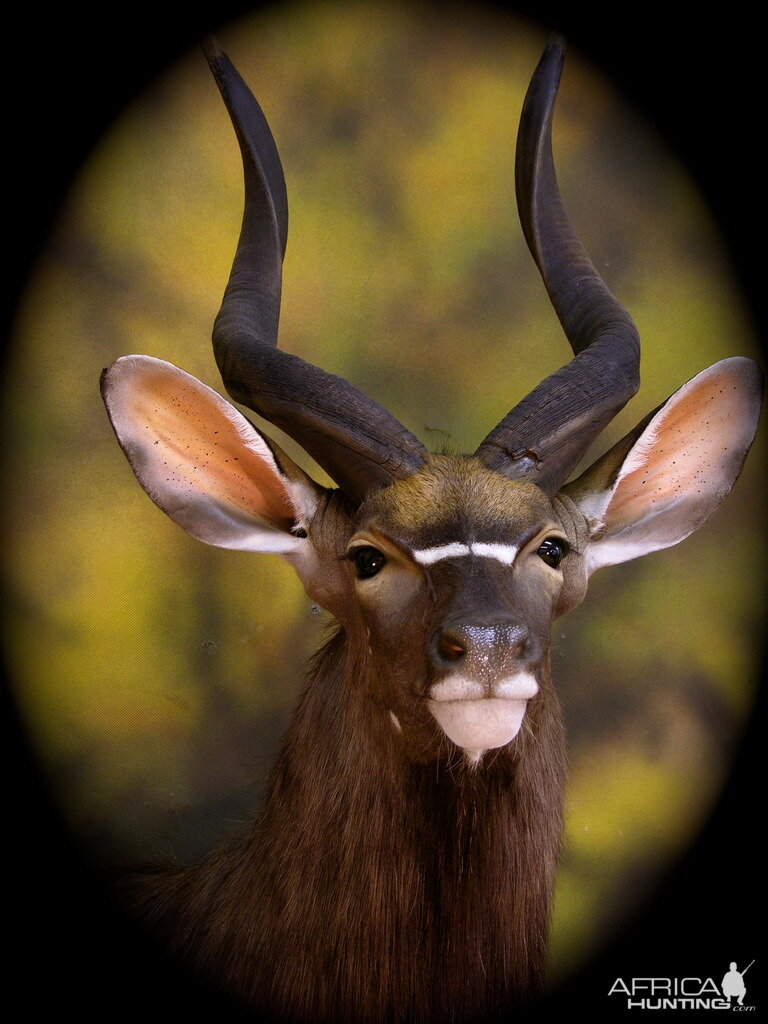 Nyala Shoulder Mount Taxidermy