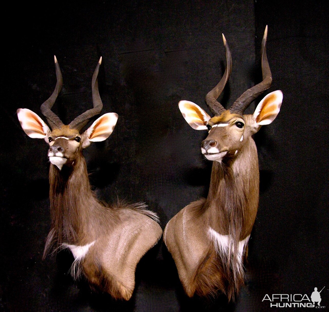 Nyala Shoulder Mount Taxidermy