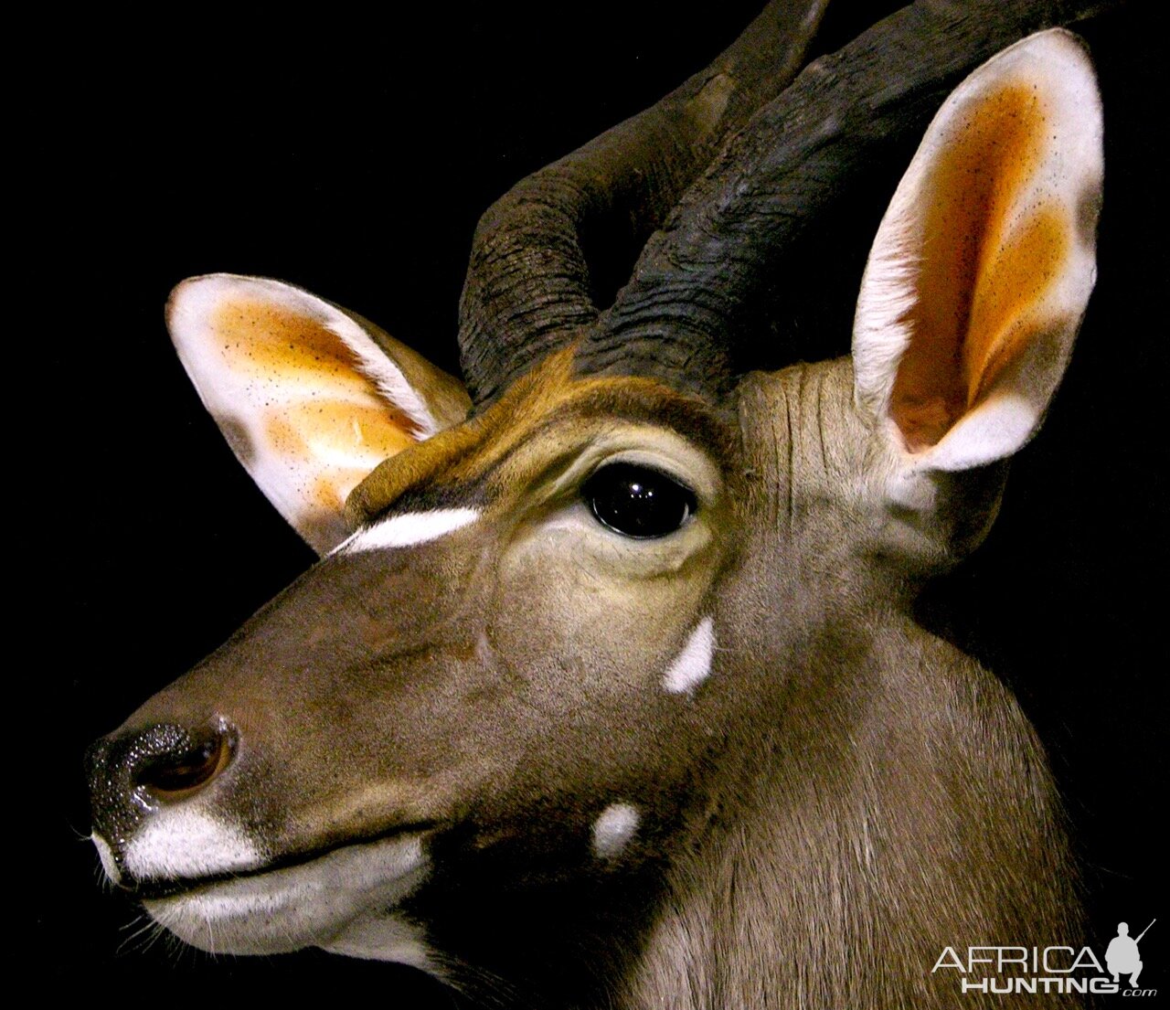 Nyala Shoulder Mount Taxidermy