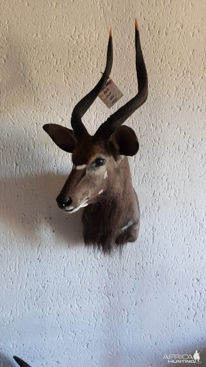 Nyala Shoulder Mount Taxidermy