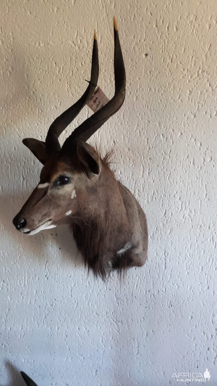 Nyala Shoulder Mount Taxidermy