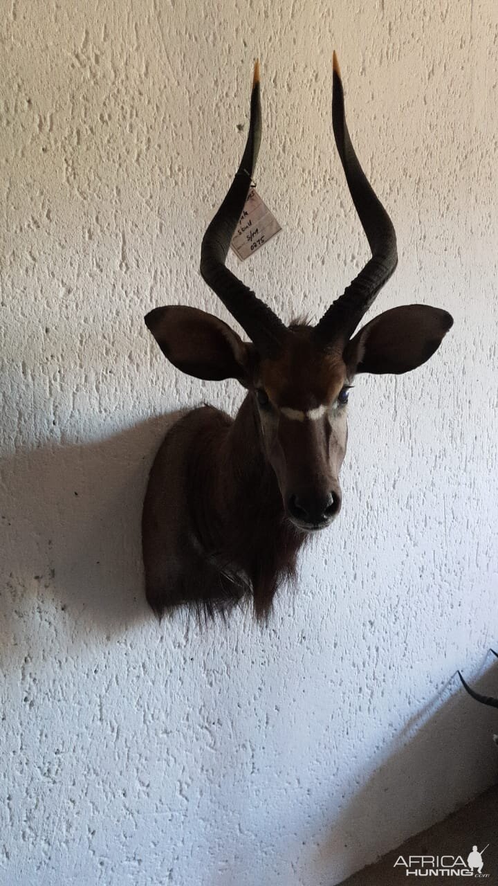 Nyala Shoulder Mount Taxidermy