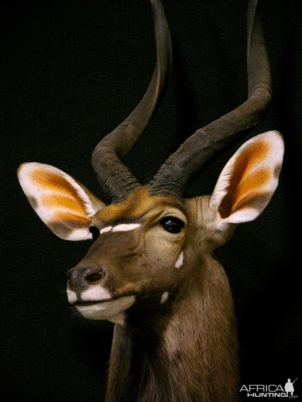 Nyala Shoulder Mount Taxidermy