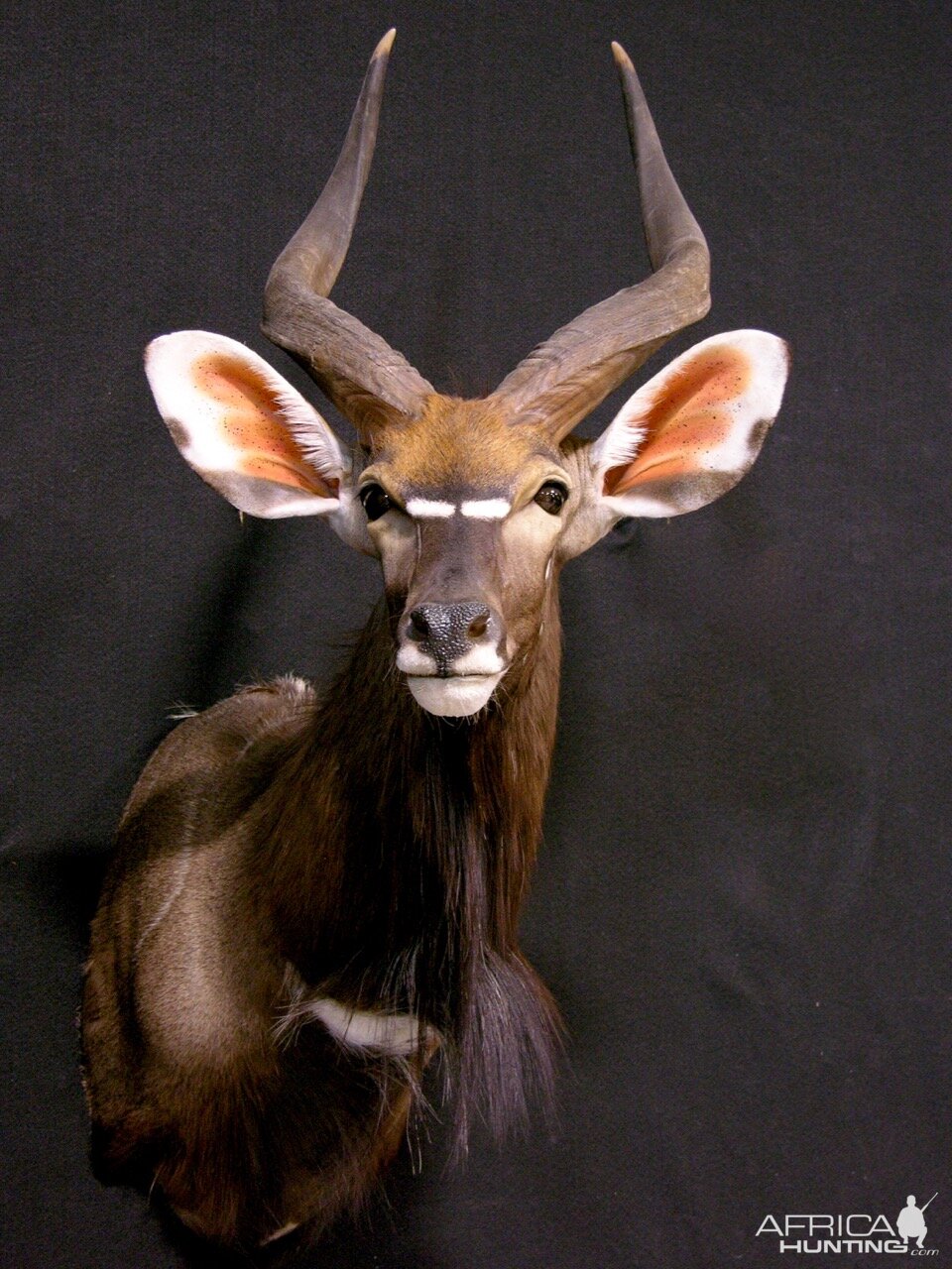 Nyala Shoulder Mount Taxidermy