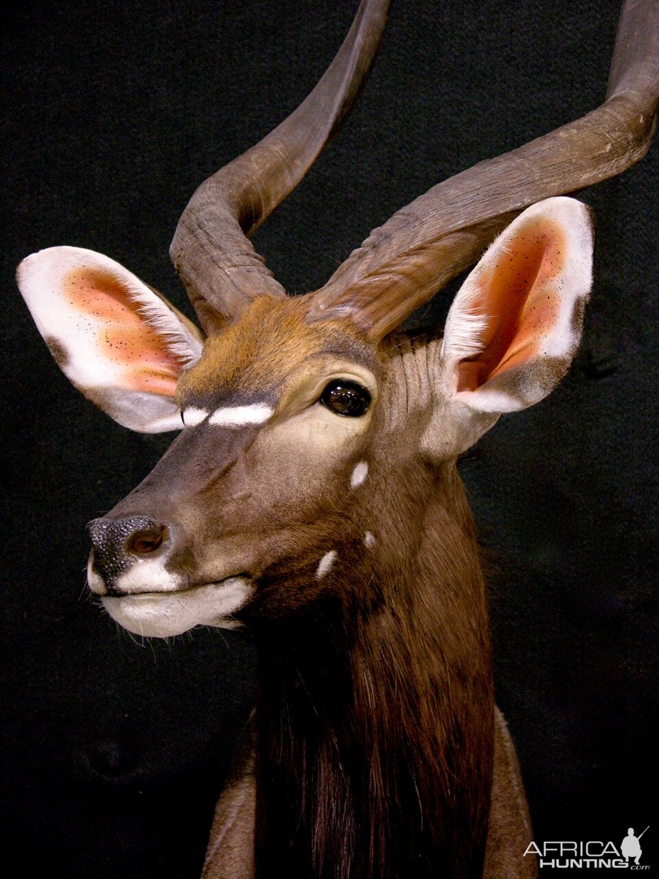 Nyala Shoulder Mount Taxidermy