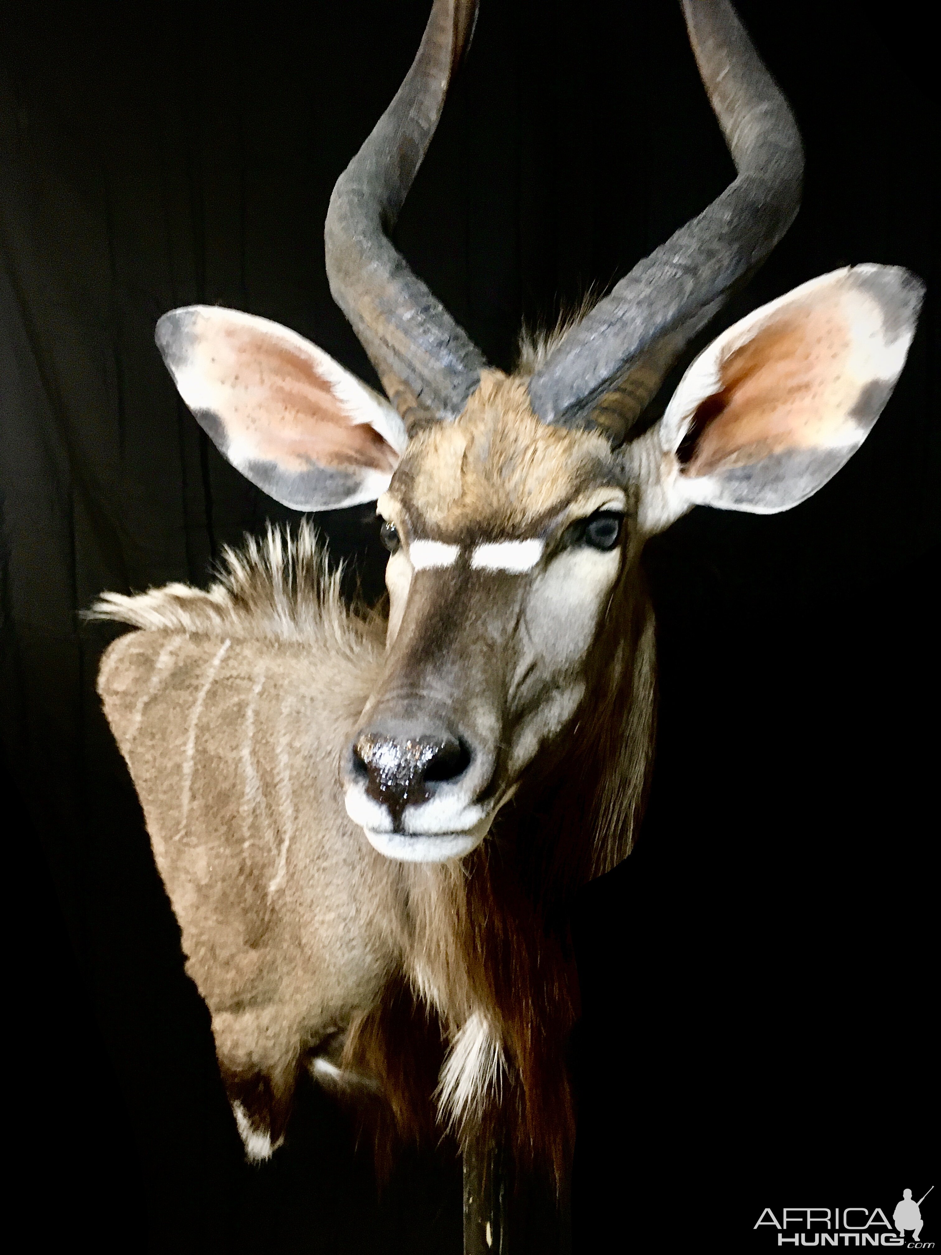 Nyala Shoulder Mount Taxidermy