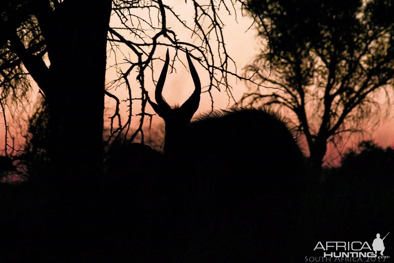 Nyala Silhouette