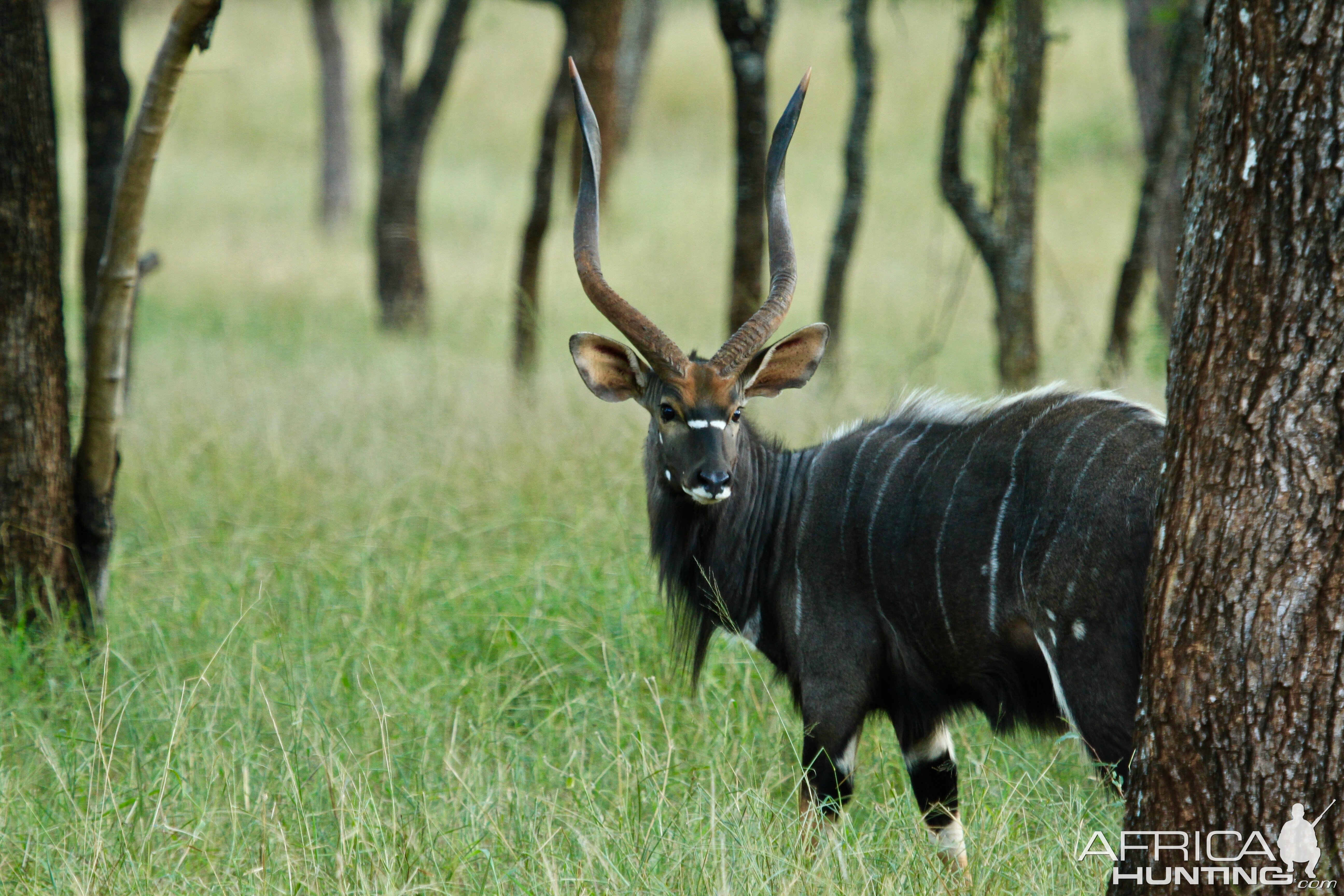 Nyala South Africa