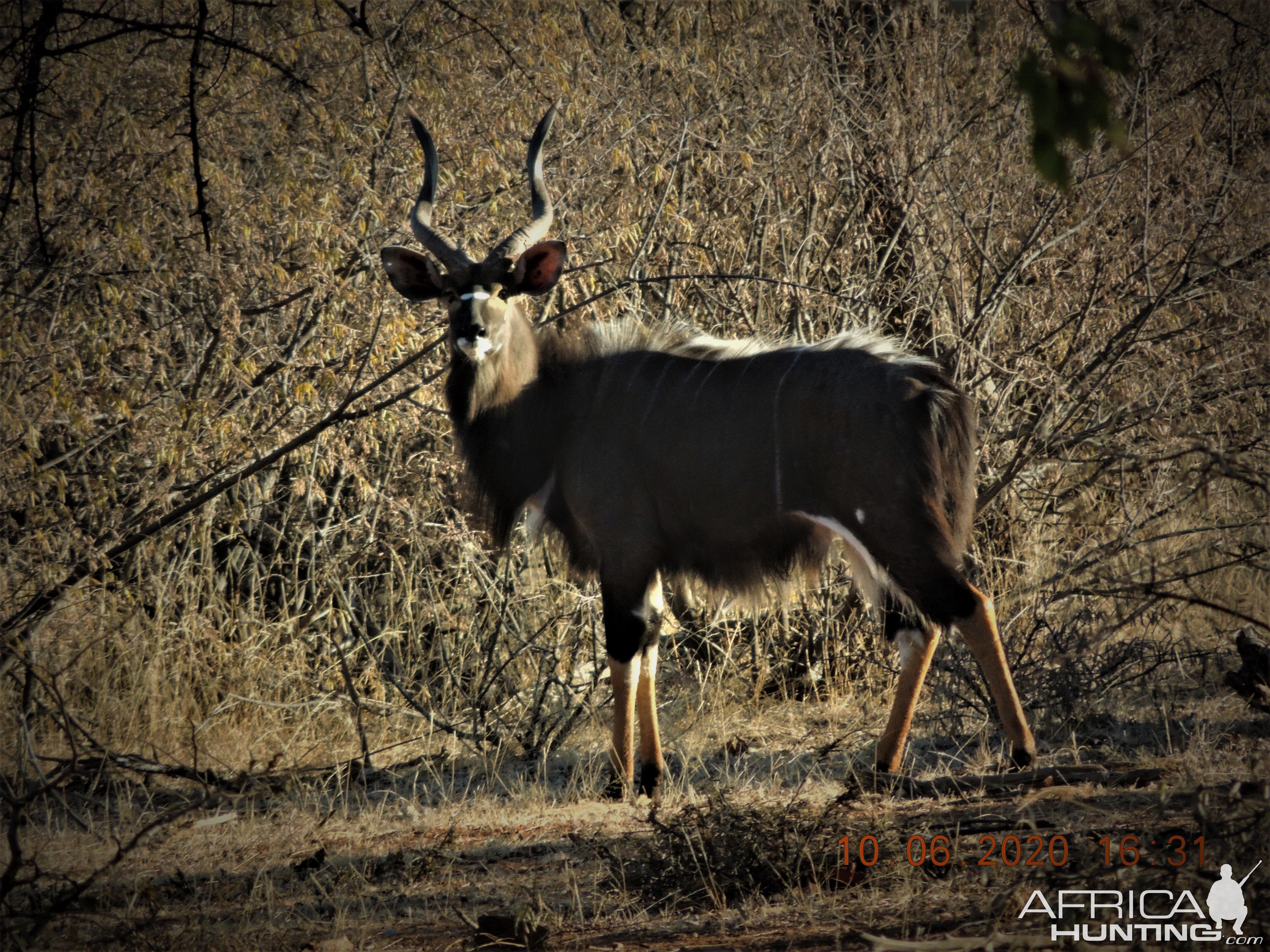 Nyala, South africa