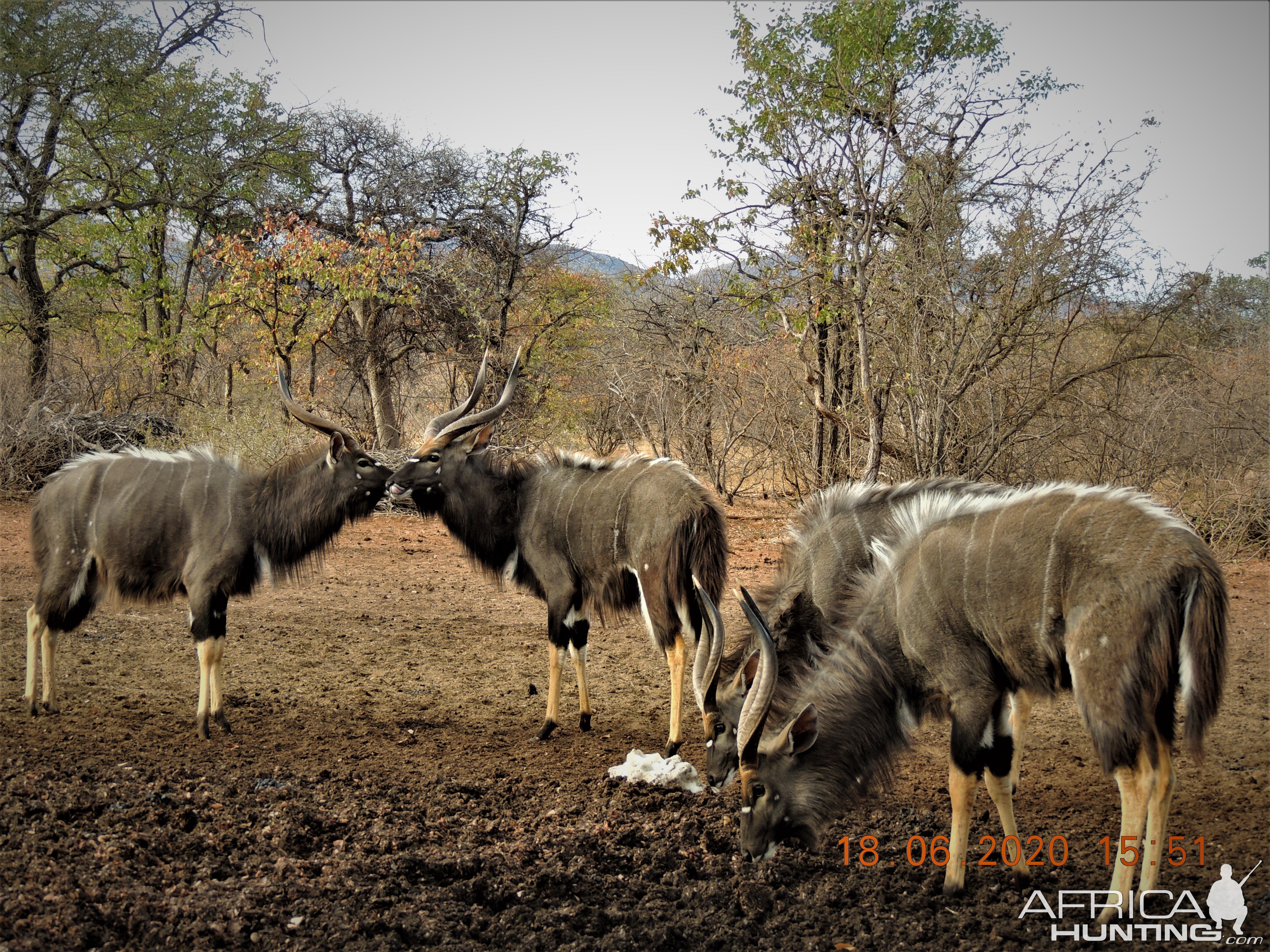 Nyala, South Africa