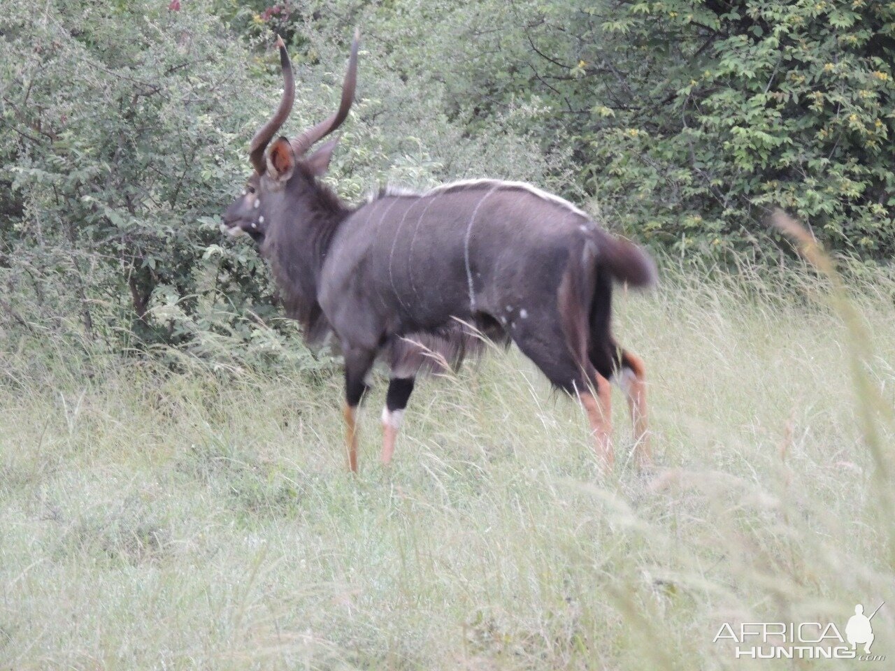 Nyala South Africa