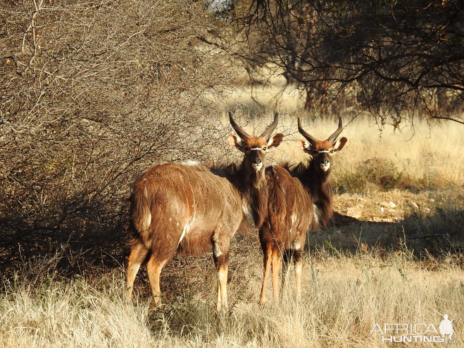 Nyala South Africa