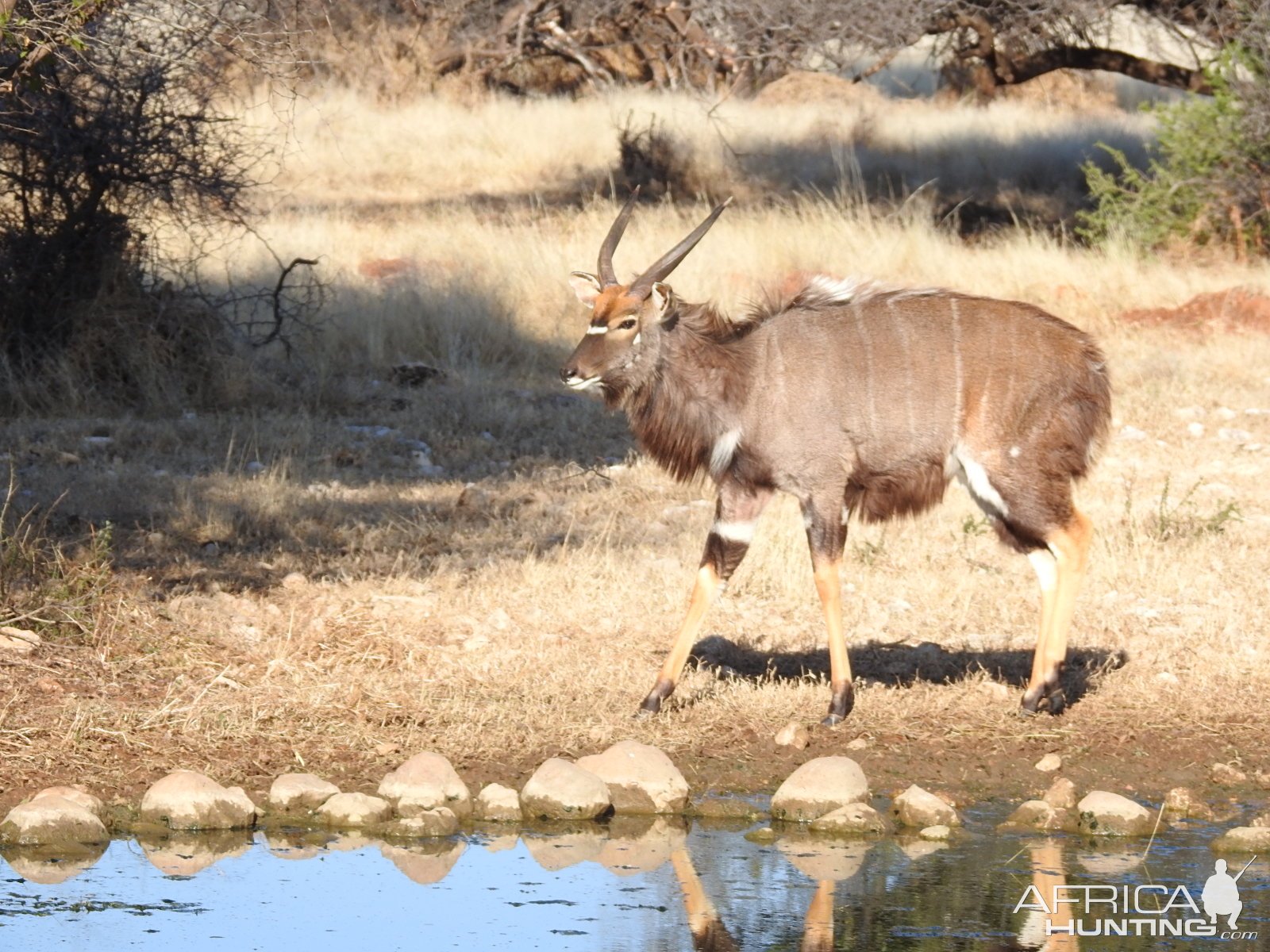 Nyala South Africa