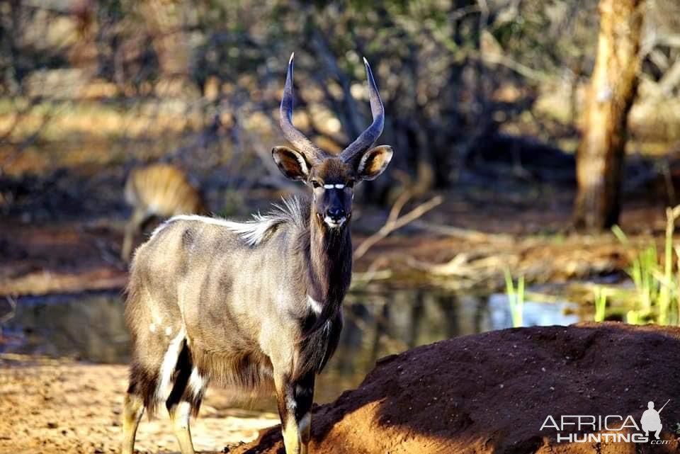 Nyala South Africa