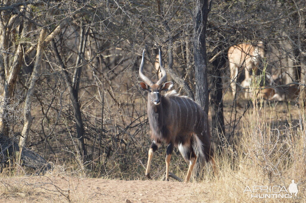 Nyala South Africa