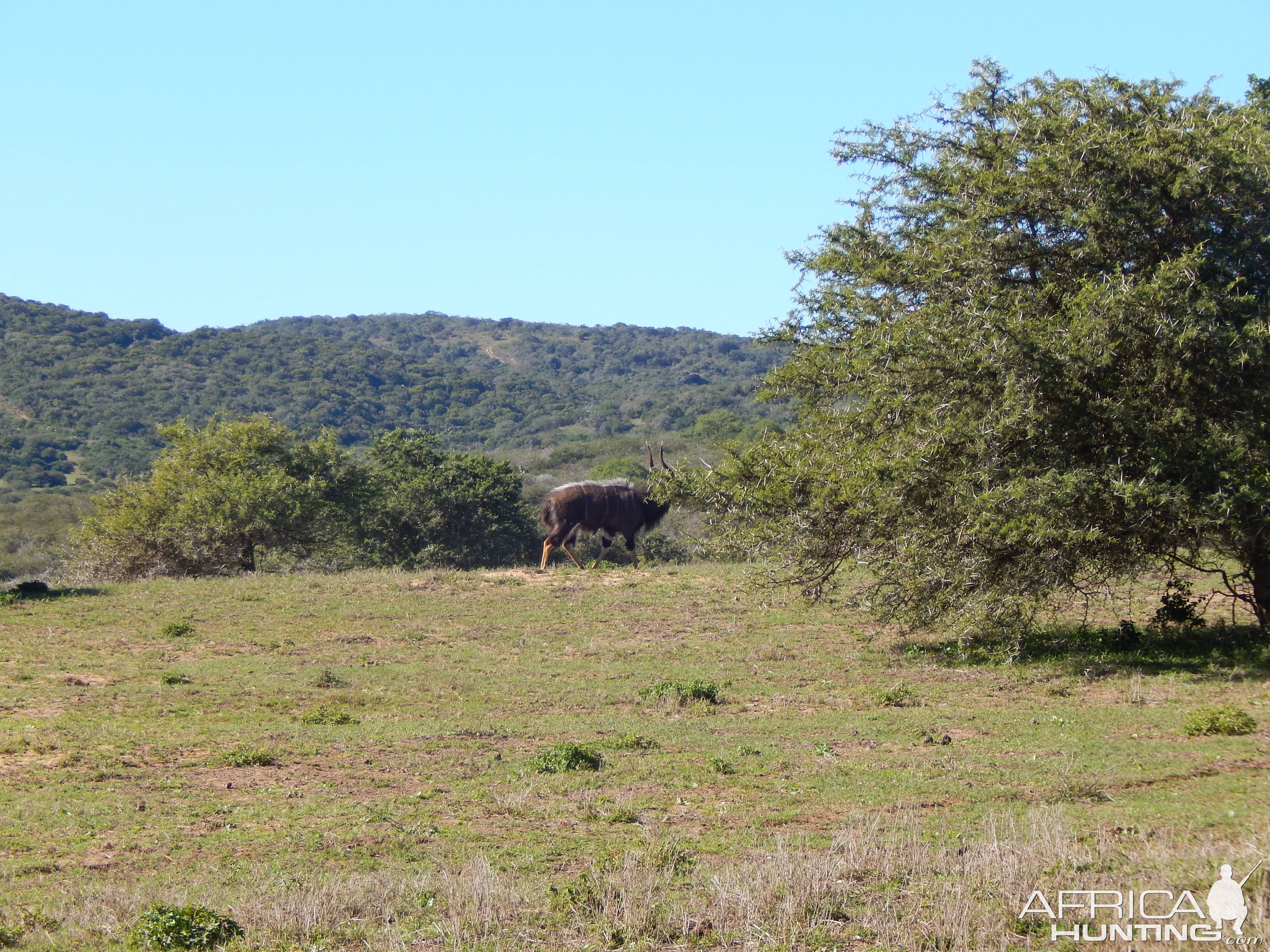 Nyala South Africa