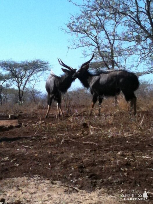 Nyala South Africa