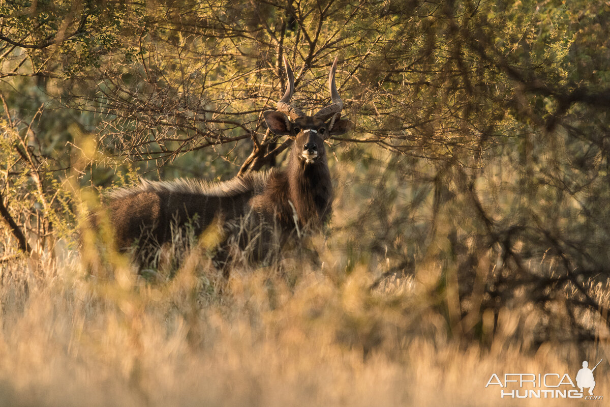 Nyala South Africa