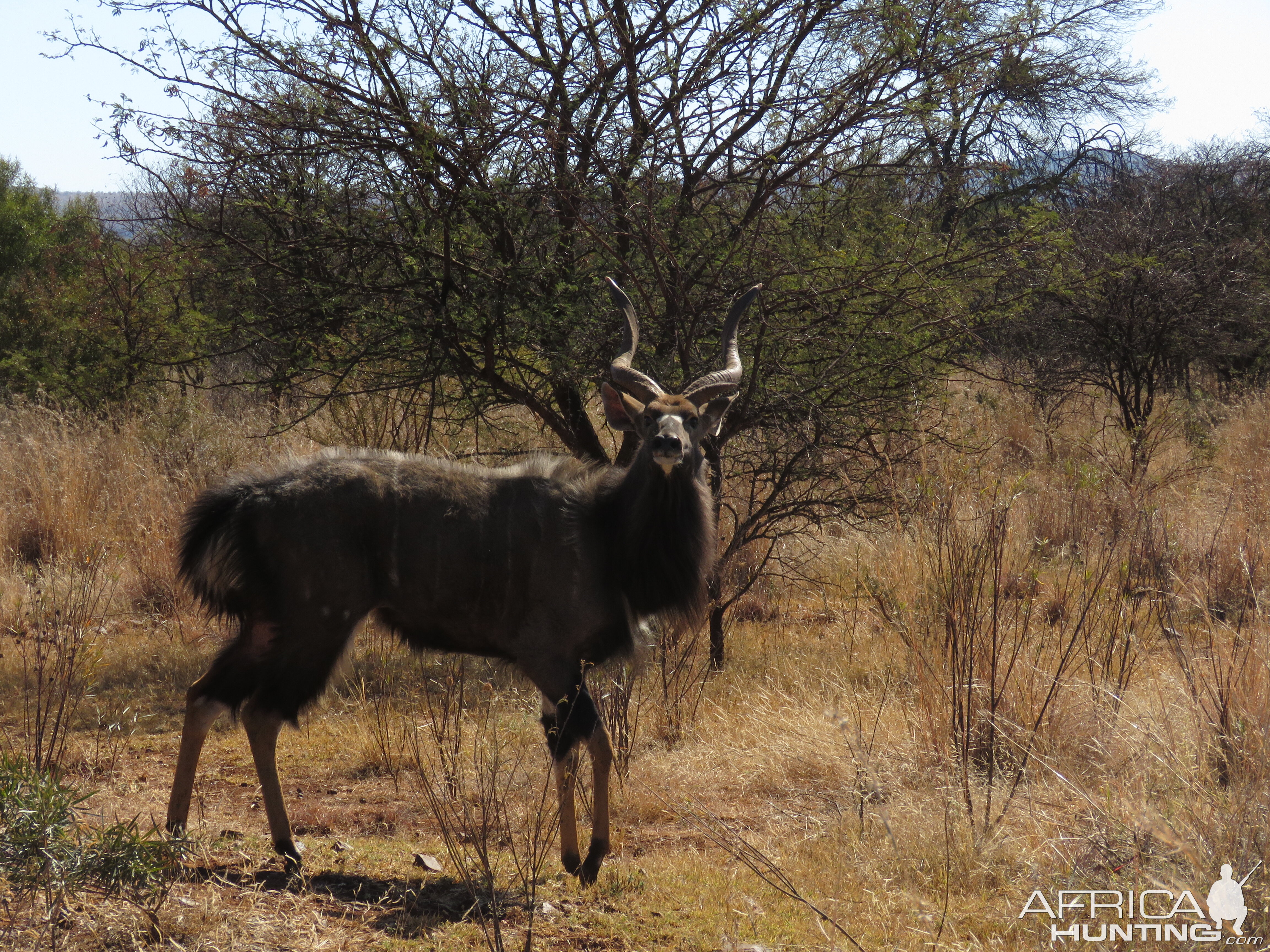 Nyala South Africa