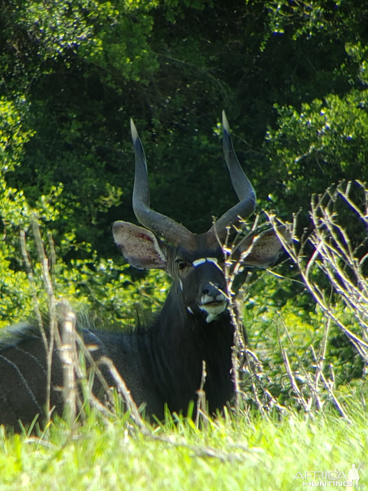 Nyala South Africa