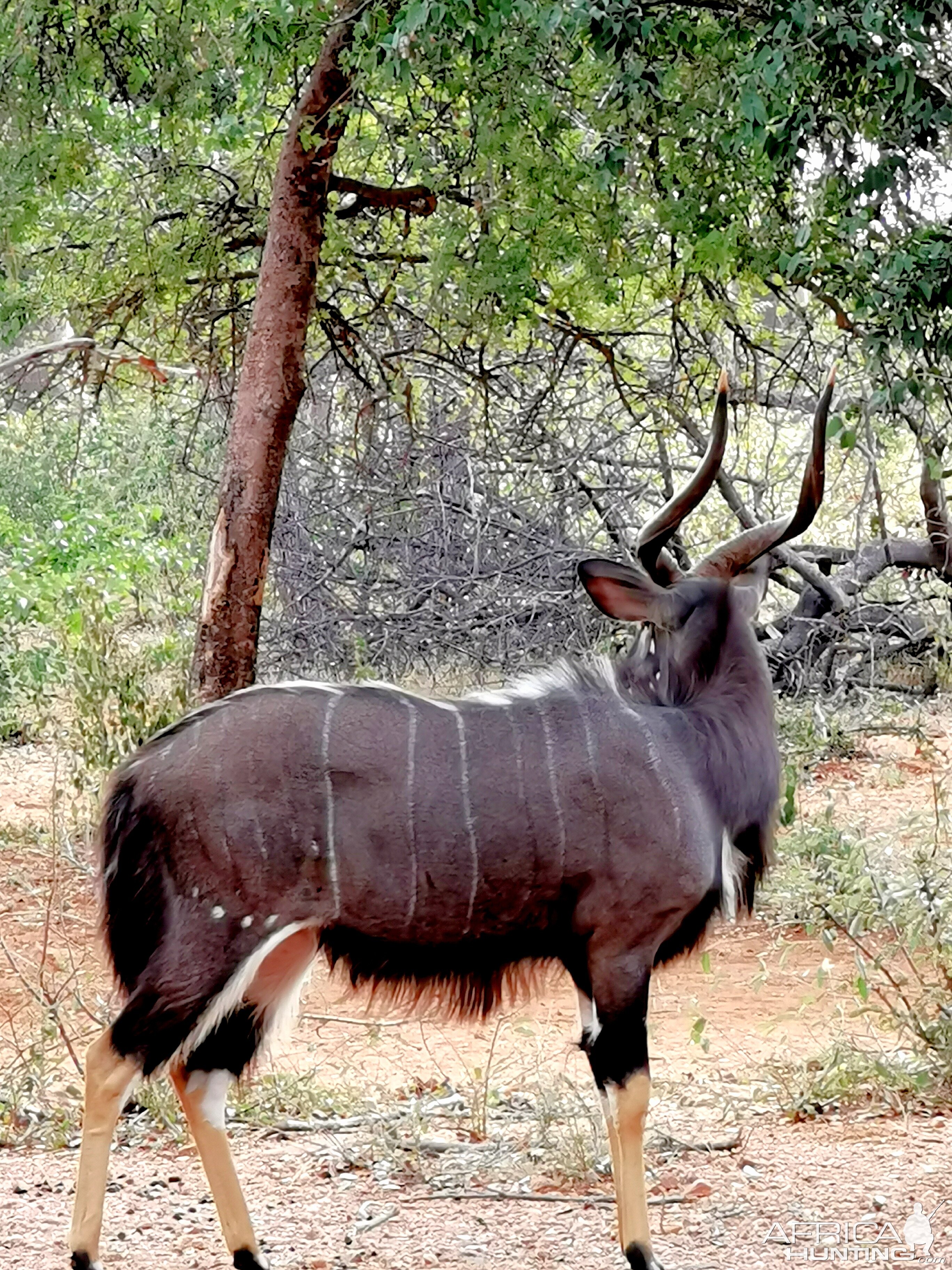 Nyala South Africa