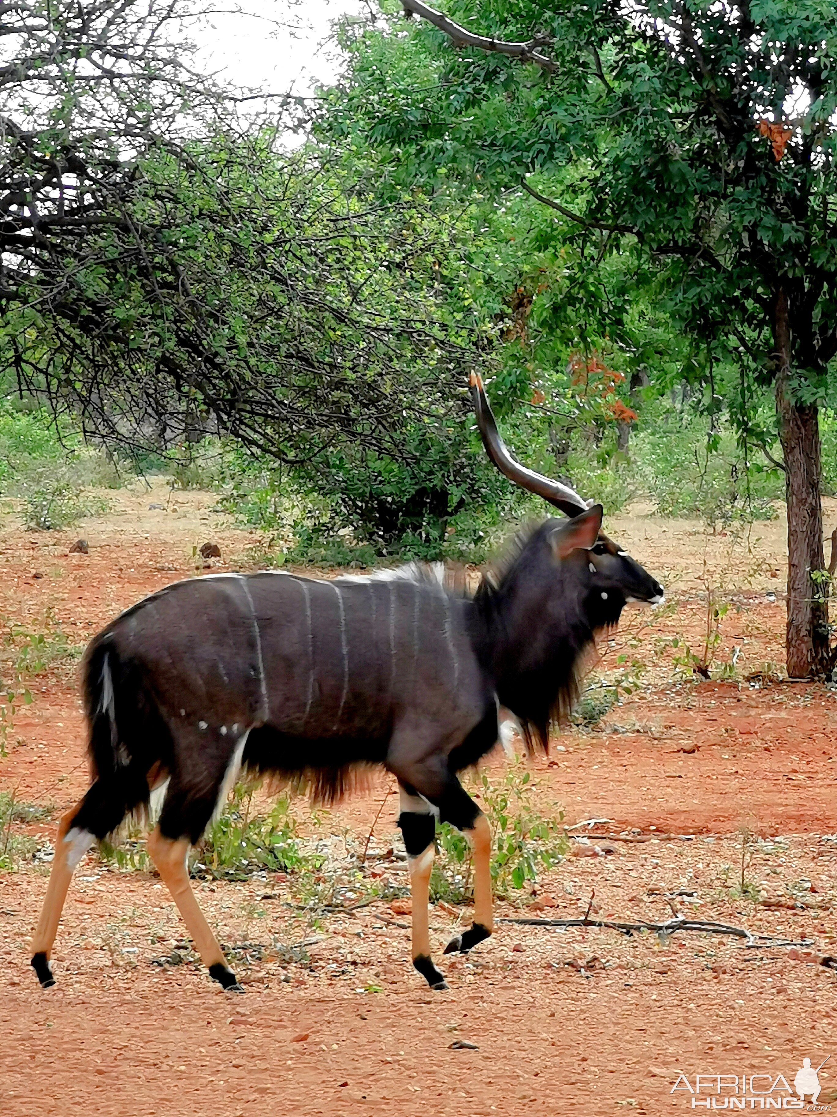 Nyala South Africa