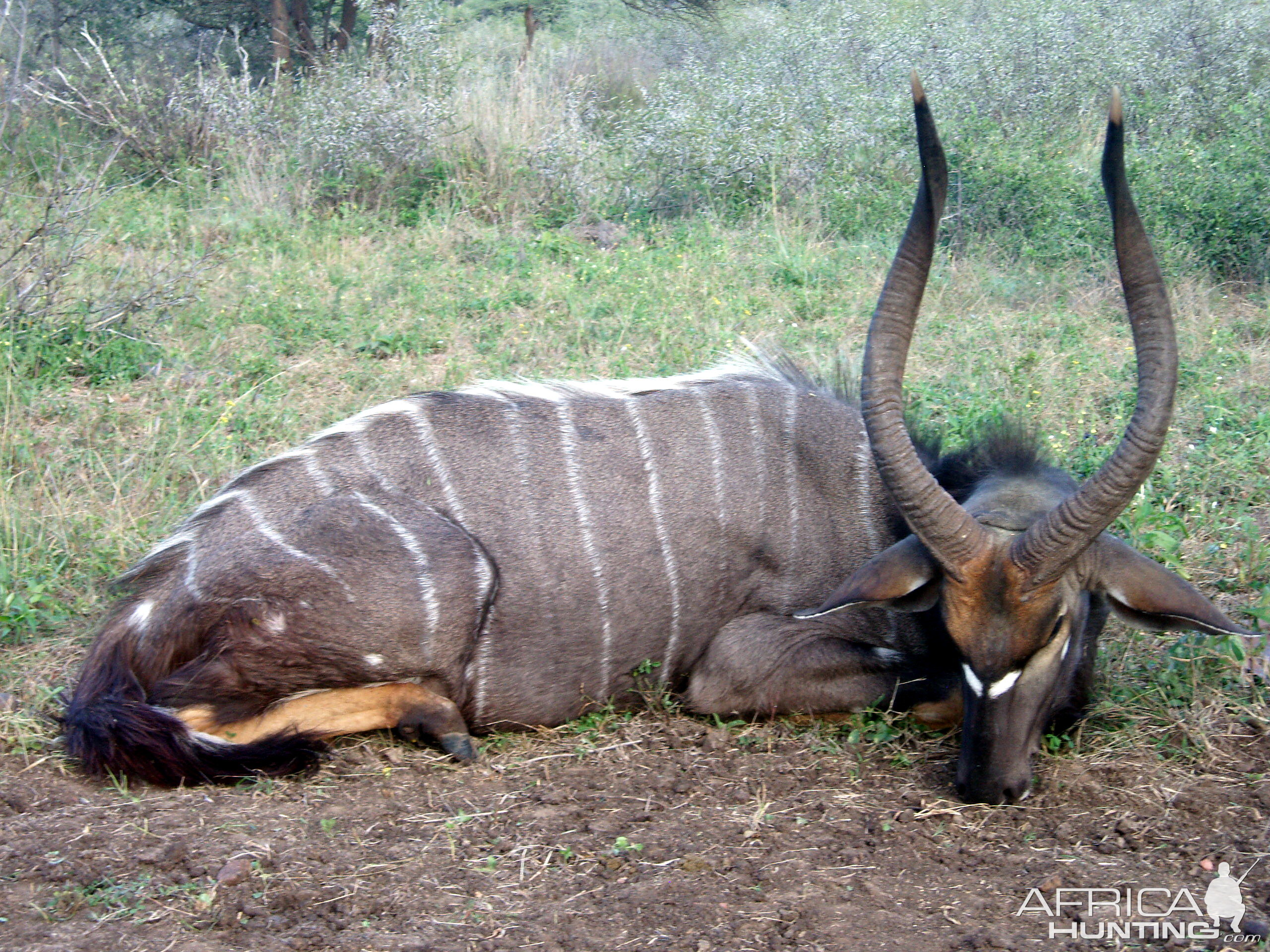 Nyala taken Limpopo province 2010