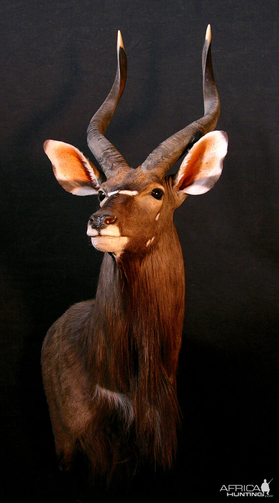 Nyala Taxidermy Shoulder Mount