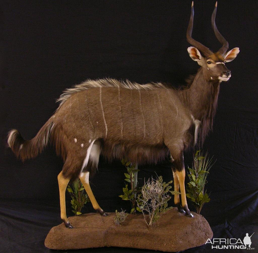 Nyala Taxidermy