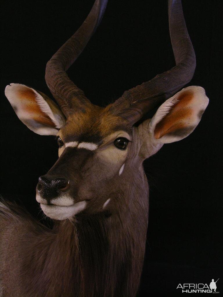 Nyala Taxidermy