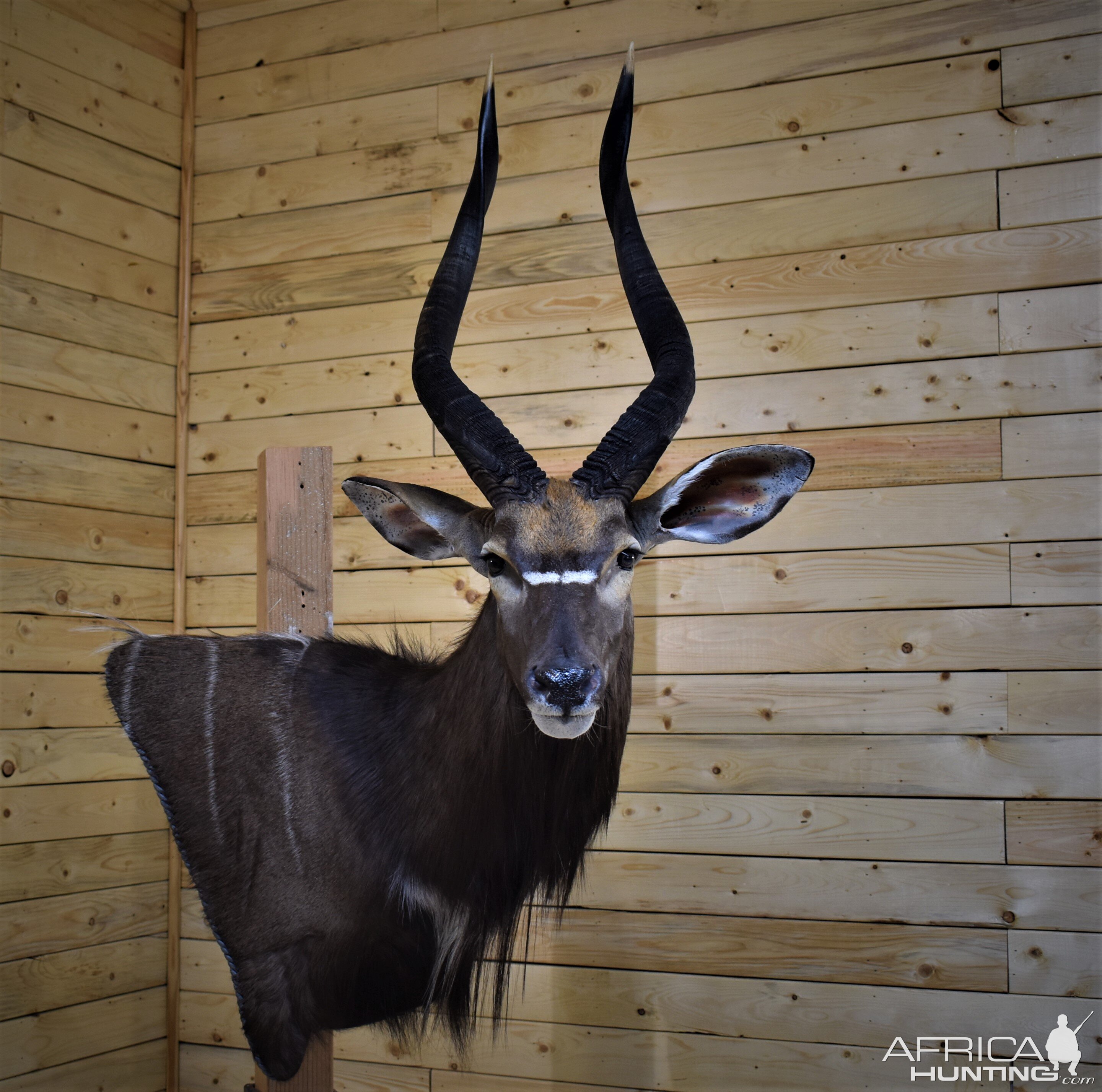 Nyala Wall Mount Taxidermy