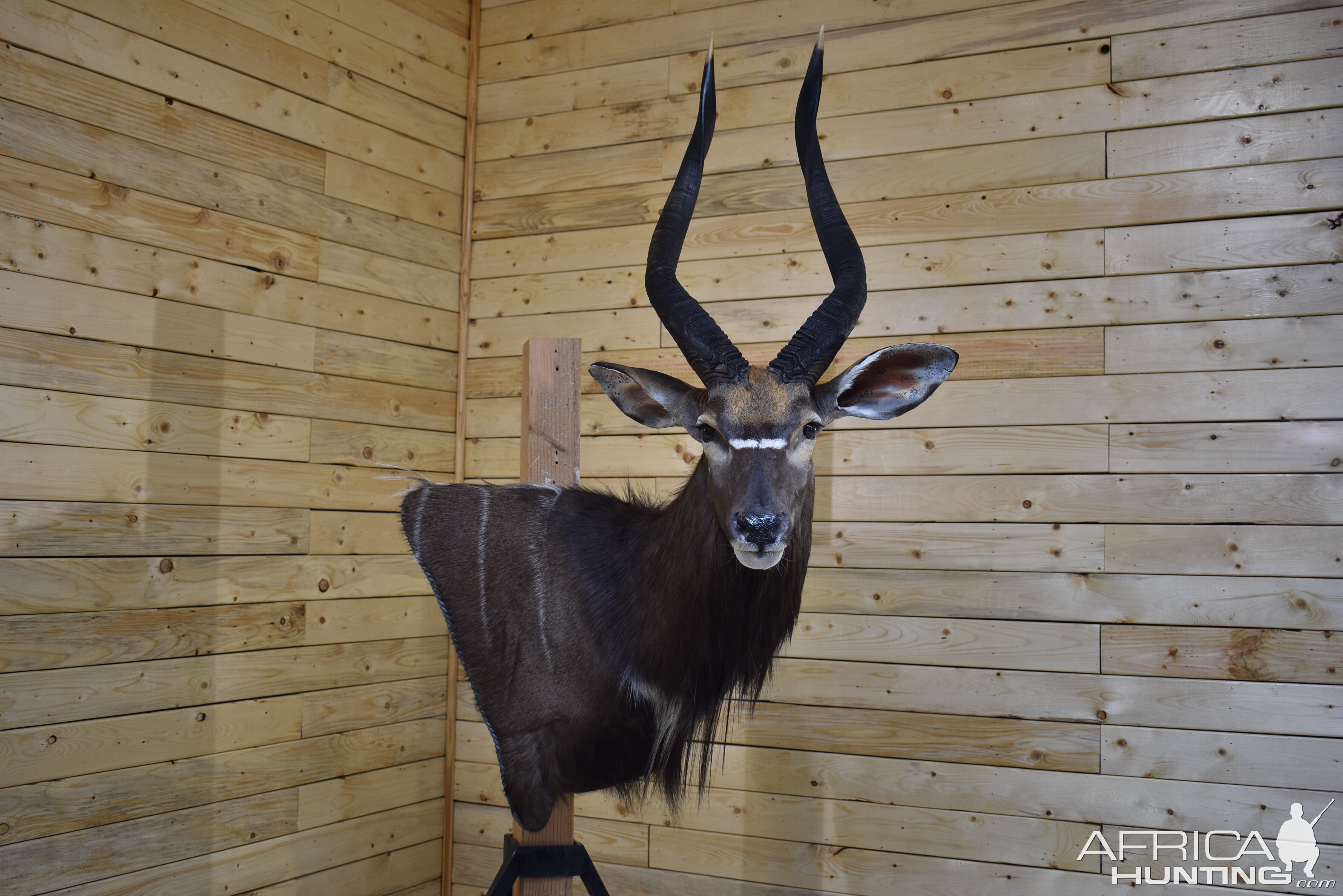 Nyala Wall Mount Taxidermy